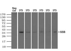 Invitrogen SSB Monoclonal Antibody (OTI1E11) 100 &mu;L; Unconjugated:Antibodies,