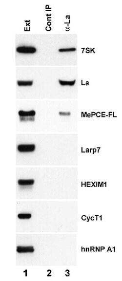 Invitrogen SSB Monoclonal Antibody (OTI1E11) 100 &mu;L; Unconjugated:Antibodies,