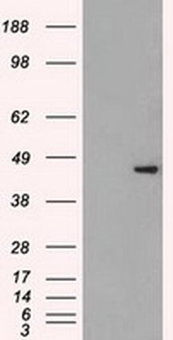 Invitrogen SSB Monoclonal Antibody (OTI9D6) 100 &mu;L; Unconjugated:Anticuerpos
