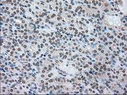 Invitrogen SSB Monoclonal Antibody (OTI2C8) 100 &mu;L; Unconjugated:Antibodies,