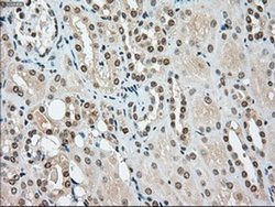Invitrogen SSB Monoclonal Antibody (OTI2C8) 100 &mu;L; Unconjugated:Antibodies,
