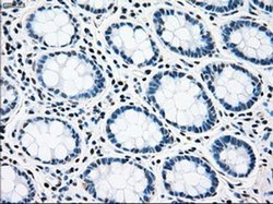 Invitrogen RAD9 Monoclonal Antibody (OTI7B11) 100 &mu;L; Unconjugated:Antibodies,
