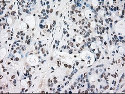 Invitrogen RAD9 Monoclonal Antibody (OTI7B11) 100 &mu;L; Unconjugated:Antibodies,