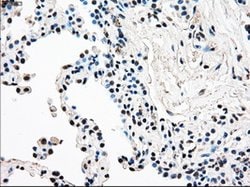 Invitrogen RAD9 Monoclonal Antibody (OTI7B11) 100 &mu;L; Unconjugated:Antibodies,