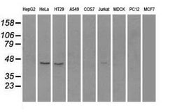 Invitrogen RAD9 Monoclonal Antibody (OTI7B11) 100 &mu;L; Unconjugated:Antibodies,