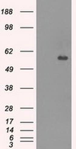 Invitrogen CNDP1 Monoclonal Antibody (OTI2F8) 100 &mu;L; Unconjugated:Antibodies,