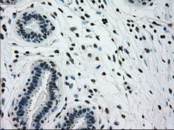 Invitrogen GCK Monoclonal Antibody (OTI3E3) 100 &mu;L; Unconjugated:Antibodies,