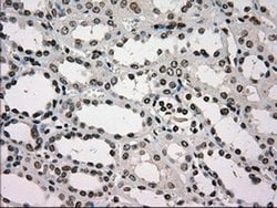 Invitrogen GCK Monoclonal Antibody (OTI3E3) 100 &mu;L; Unconjugated:Antibodies,