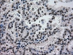 Invitrogen GCK Monoclonal Antibody (OTI3E3) 100 &mu;L; Unconjugated:Antibodies,