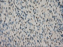 Invitrogen VMAT2 Monoclonal Antibody (OTI10C11) 100 &mu;L; Unconjugated:Antibodies,