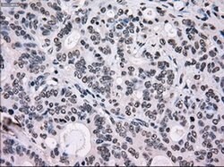 Invitrogen SCYL3 Monoclonal Antibody (OTI1A5) 100 &mu;L; Unconjugated:Antibodies,