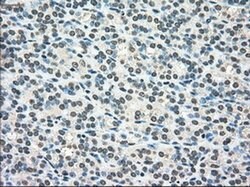 Invitrogen SCYL3 Monoclonal Antibody (OTI1A5) 100 &mu;L; Unconjugated:Antibodies,