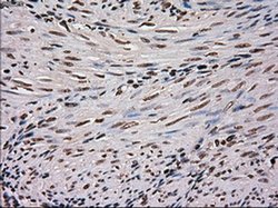 Invitrogen SCYL3 Monoclonal Antibody (OTI1A5) 100 &mu;L; Unconjugated:Antibodies,
