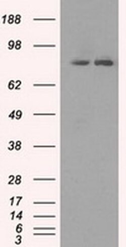 Invitrogen SCYL3 Monoclonal Antibody (OTI1A5) 100 &mu;L; Unconjugated:Antibodies,