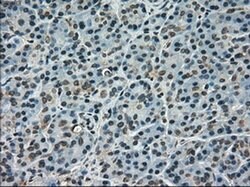 Invitrogen SCYL3 Monoclonal Antibody (OTI4F10) 100 &mu;L; Unconjugated:Antibodies,