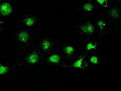 Invitrogen STK39 Monoclonal Antibody (OTI4H3) 100 &mu;L; Unconjugated:Antibodies,