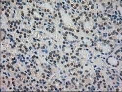 Invitrogen STK39 Monoclonal Antibody (OTI4H3) 100 &mu;L; Unconjugated:Antibodies,