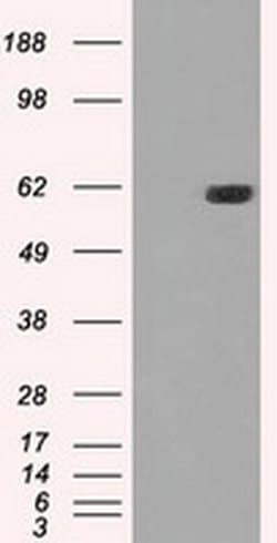 Invitrogen STK39 Monoclonal Antibody (OTI4H3) 100 &mu;L; Unconjugated:Antibodies,