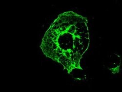 Kindlin 2 Monoclonal Antibody (OTI14A11), Invitrogen 100 &mu;L; Unconjugated:Antibodies,