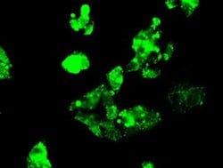 Kindlin 2 Monoclonal Antibody (OTI14A11), Invitrogen 100 &mu;L; Unconjugated:Antibodies,