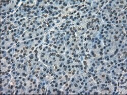 Kindlin 2 Monoclonal Antibody (OTI14A11), Invitrogen 100 &mu;L; Unconjugated:Antibodies,