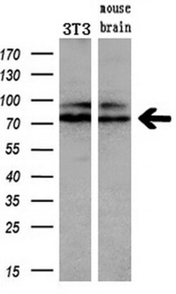 Kindlin 2 Monoclonal Antibody (OTI14A11), Invitrogen 100 &mu;L; Unconjugated:Antibodies,