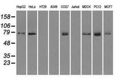 Kindlin 2 Monoclonal Antibody (OTI14A11), Invitrogen 100 &mu;L; Unconjugated:Antibodies,