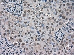 Invitrogen TMEM100 Monoclonal Antibody (OTI1F8) 100 &mu;L; Unconjugated:Antibodies,