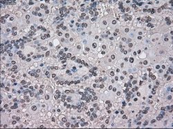 Invitrogen TMEM100 Monoclonal Antibody (OTI1F8) 100 &mu;L; Unconjugated:Antibodies,