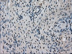 Invitrogen TMEM100 Monoclonal Antibody (OTI1F8) 100 &mu;L; Unconjugated:Antibodies,