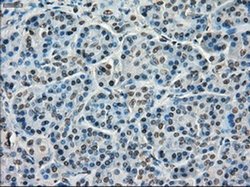 Invitrogen TMEM100 Monoclonal Antibody (OTI1F8) 100 &mu;L; Unconjugated:Antibodies,
