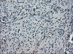 Invitrogen TMEM100 Monoclonal Antibody (OTI1F8) 100 &mu;L; Unconjugated:Antibodies,