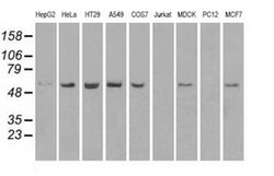 Invitrogen TMEM100 Monoclonal Antibody (OTI1F8) 100 &mu;L; Unconjugated:Antibodies,