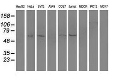 Invitrogen SLC7A8 Monoclonal Antibody (OTI4A6) 100 &mu;L | Buy Online | Invitrogen&trade; | Fisher Scientific