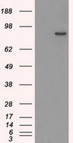 Invitrogen SATB1 Monoclonal Antibody (OTI11H4) 100 &mu;L | Buy Online | Invitrogen&trade; | Fisher Scientific
