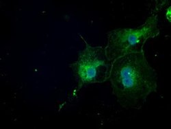 Invitrogen NAT8 Monoclonal Antibody (OTI5A8) 100 &mu;L; Unconjugated:Antibodies,