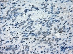 Invitrogen NAT8 Monoclonal Antibody (OTI5A8) 100 &mu;L; Unconjugated:Antibodies,