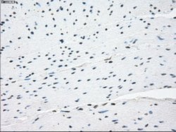Invitrogen NAT8 Monoclonal Antibody (OTI5A8) 100 &mu;L; Unconjugated:Antibodies,