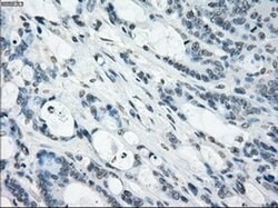Invitrogen NAT8 Monoclonal Antibody (OTI5A8) 100 &mu;L; Unconjugated:Antibodies,