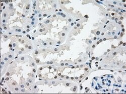 Invitrogen NAT8 Monoclonal Antibody (OTI5A8) 100 &mu;L; Unconjugated:Antibodies,