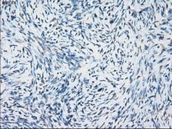 Invitrogen NAT8 Monoclonal Antibody (OTI5A8) 100 &mu;L; Unconjugated:Antibodies,