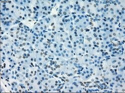 Invitrogen NAT8 Monoclonal Antibody (OTI5A8) 100 &mu;L; Unconjugated:Antibodies,