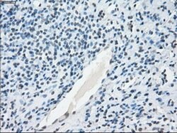 Invitrogen NAT8 Monoclonal Antibody (OTI5A8) 100 &mu;L; Unconjugated:Antibodies,