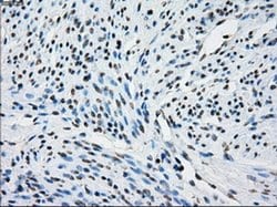 Invitrogen NAT8 Monoclonal Antibody (OTI5A8) 100 &mu;L; Unconjugated:Antibodies,