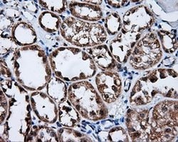 Invitrogen FKBP12 Monoclonal Antibody (OTI3B3) 100 &mu;L; Unconjugated:Antibodies,