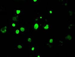 Invitrogen JMJD2C Monoclonal Antibody (OTI5B9) 100 &mu;L; Unconjugated:Antibodies,