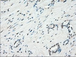 Invitrogen JMJD2C Monoclonal Antibody (OTI5B9) 100 &mu;L; Unconjugated:Antibodies,