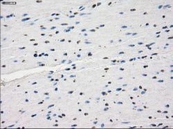 Invitrogen JMJD2C Monoclonal Antibody (OTI5B9) 100 &mu;L; Unconjugated:Antibodies,