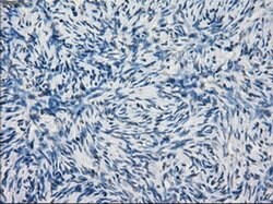 Invitrogen JMJD2C Monoclonal Antibody (OTI5B9) 100 &mu;L; Unconjugated:Antibodies,
