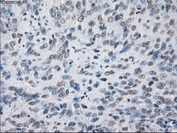 Invitrogen JMJD2C Monoclonal Antibody (OTI5B9) 100 &mu;L; Unconjugated:Antibodies,